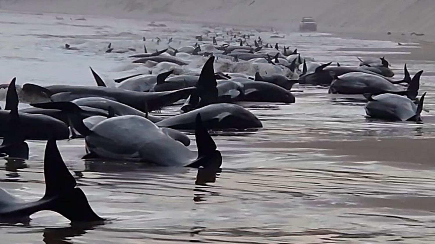 Encuentran a cerca de 230 ballenas varadas en Australia, solo 32 sobrevivieron