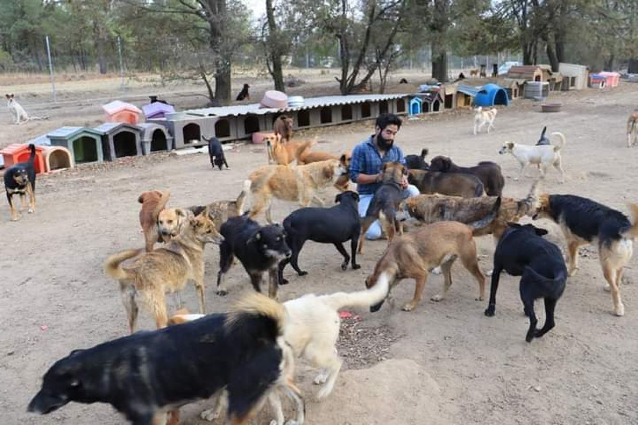 Pide albergue de animales "Orejitas de Gala" ayuda a Karely Ruiz
