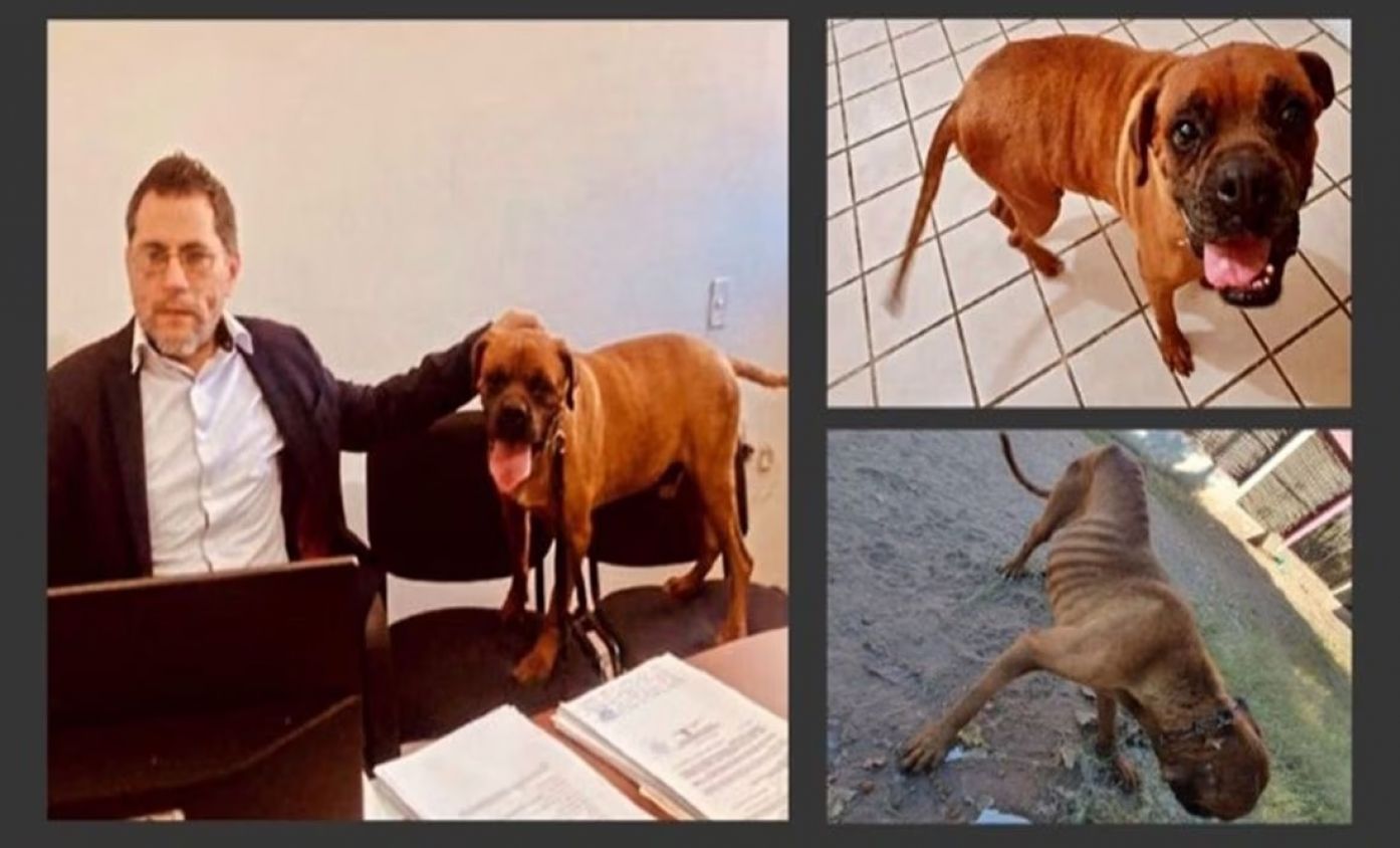 Lomito presente durante la audiencia de su maltratadora, hace justicia: VIDEO