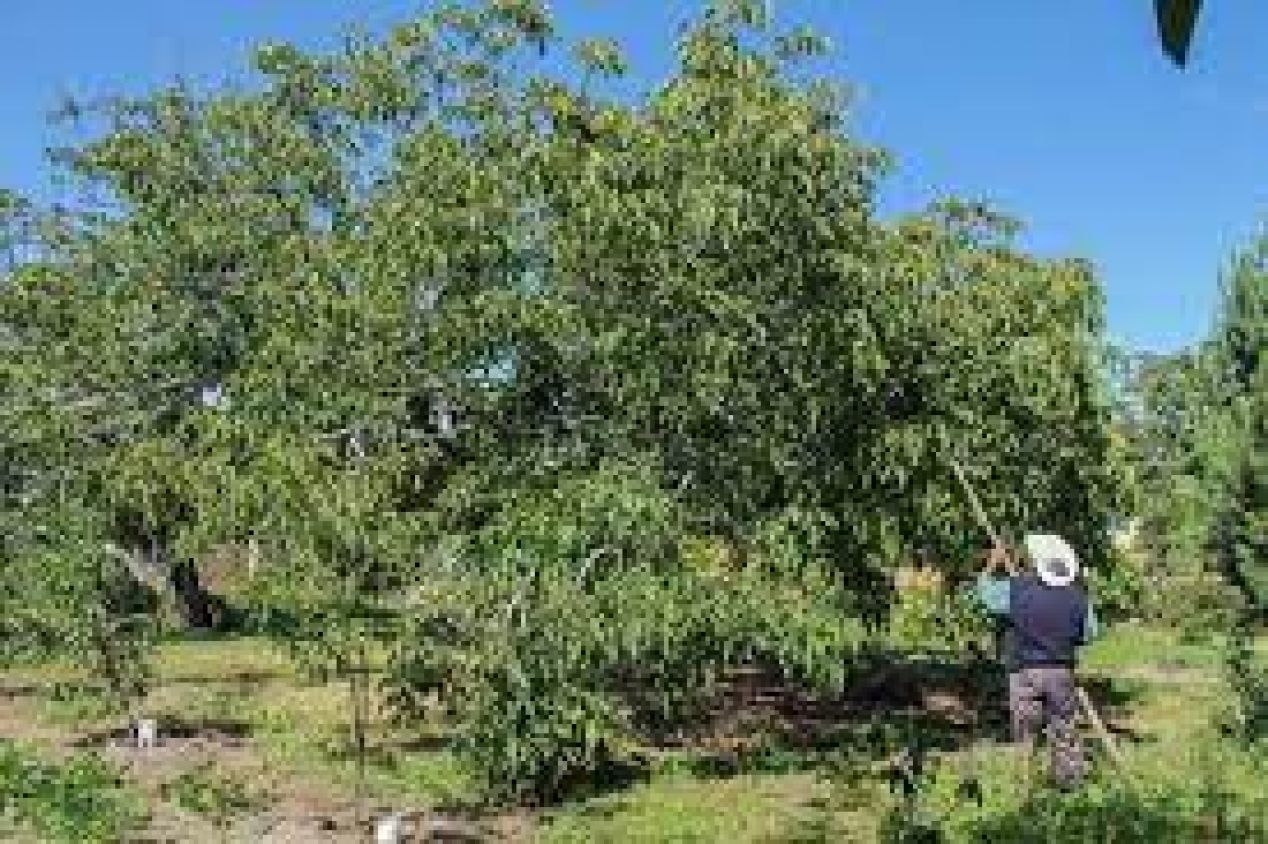 San Nicolás de Los Ranchos presenta nueva Ruta del Nogal, ahora con destino al museo Teotón en Yancuitlapan