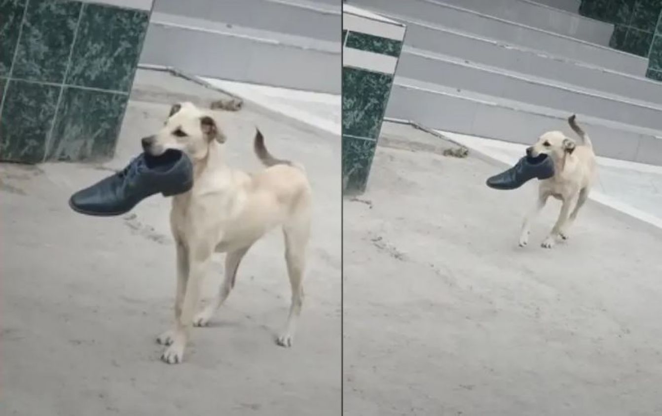 Perrito