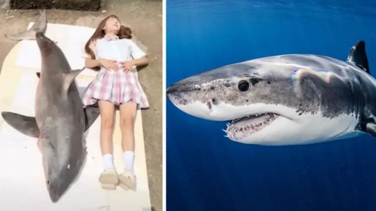 Influencer que se comió un tiburón blanco de 2 metros fue multada con casi 20 mil pesos 