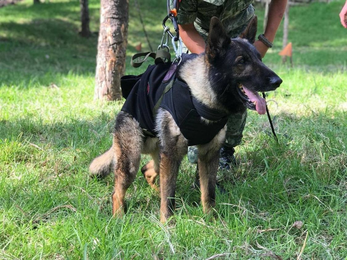 Misión cumplida, héroe: muere “Proteo”, perro rescatista de México en Turquía