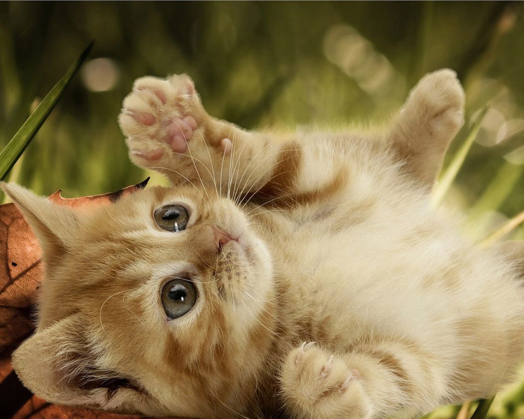 ¿Es peligroso tu jardín para tu gato?