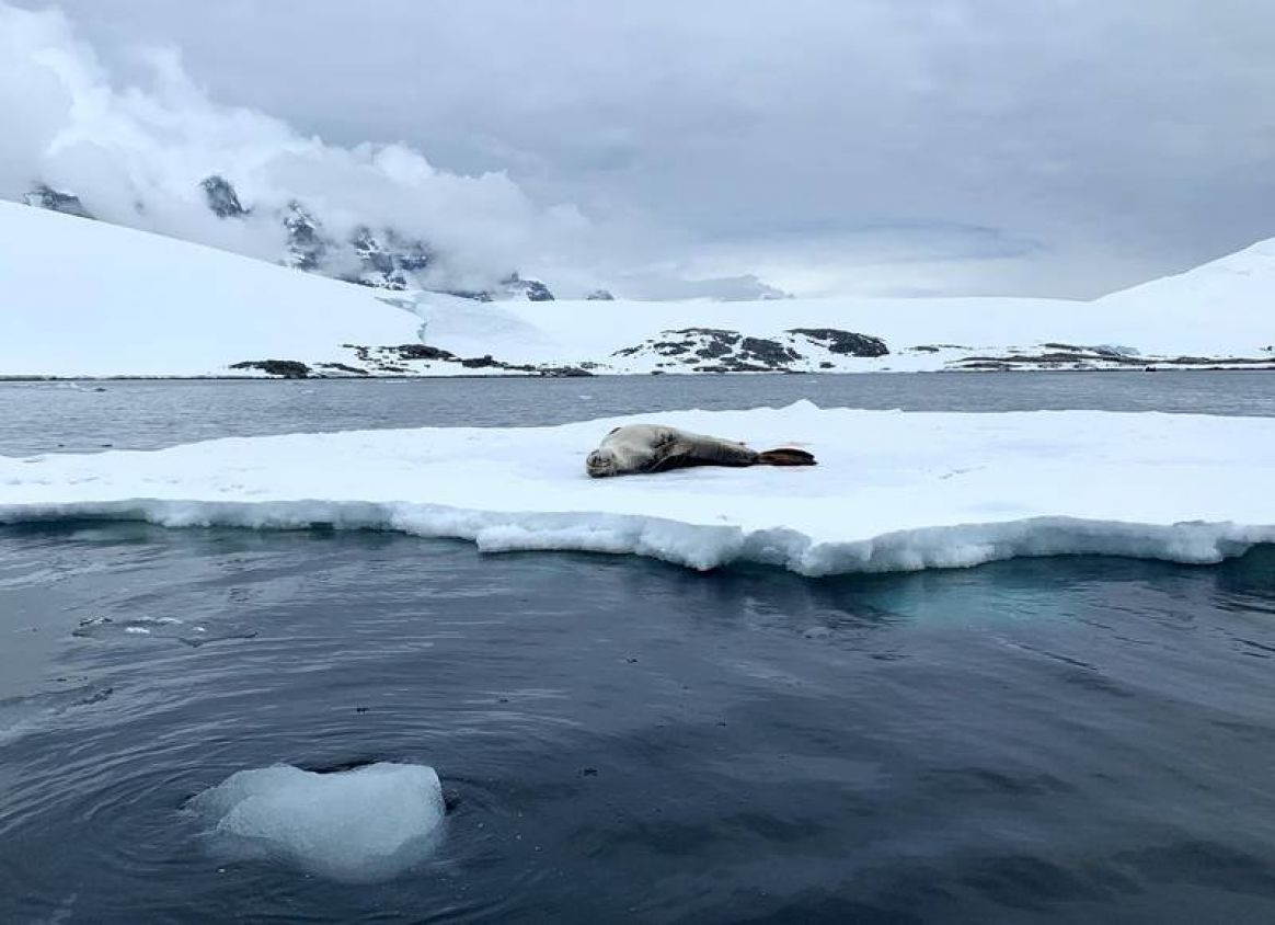 ‘Crisis’ en la Antártida: Capa de hielo se derrite a velocidad y pone en ‘jaque’ a la humanidad