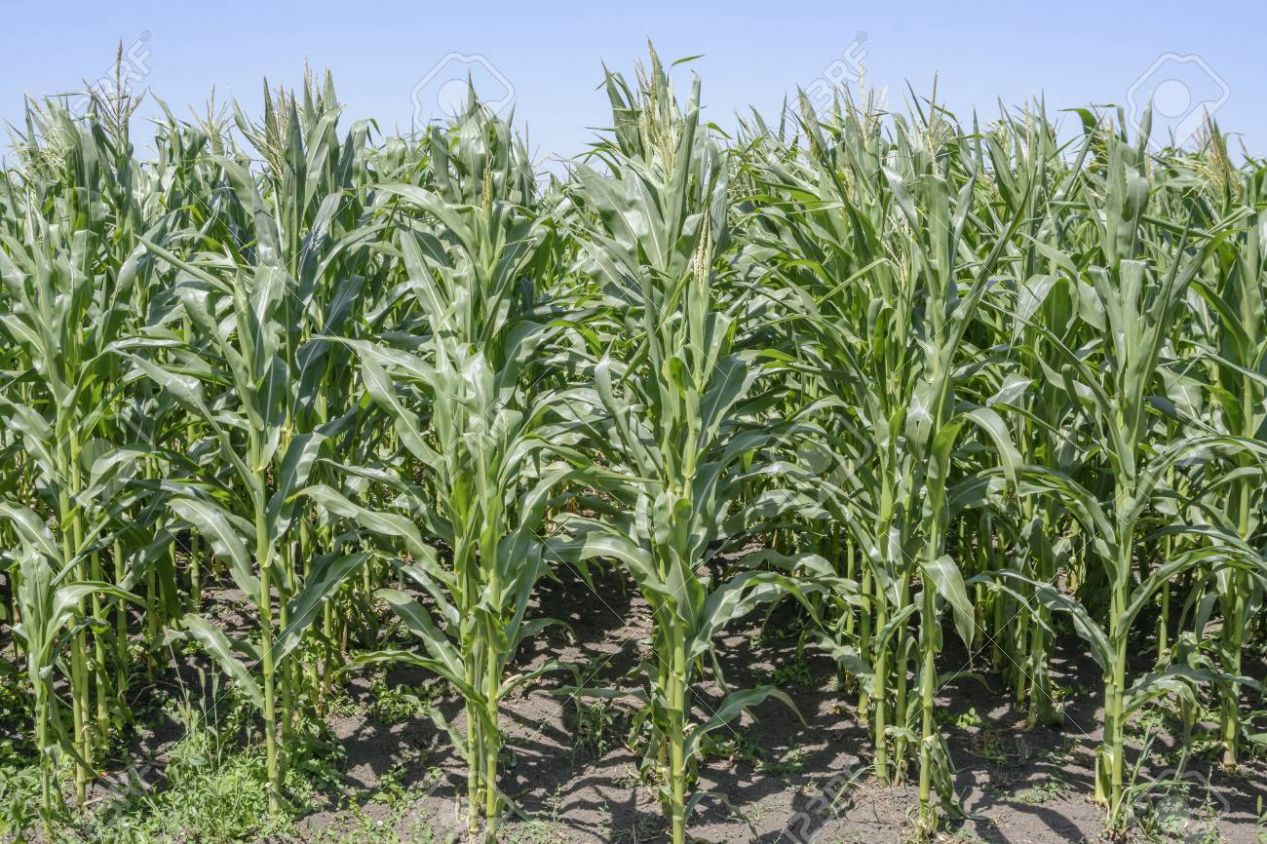 Sin aumento para seguro agrícola en Tlaxcala durante 2024