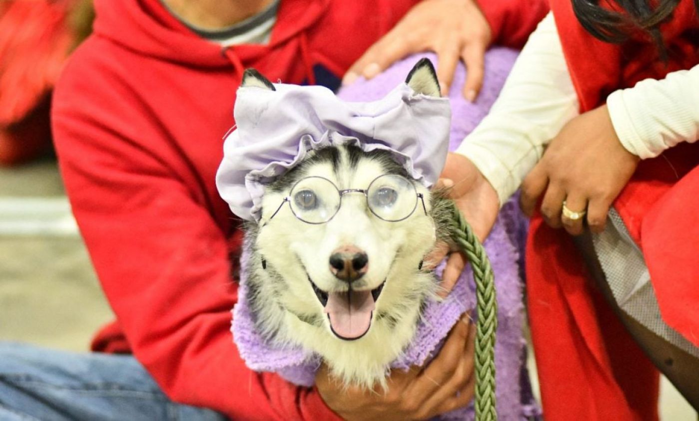 Invita gobierno de Huamantla a la tercera edición del concurso de mascotas “Perrorífico”