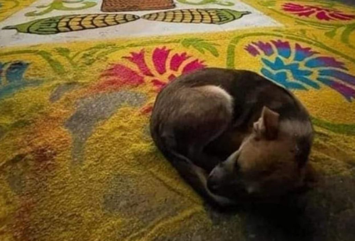 Fundación “Juntos por San Andrés” en apoyo a perros callejeros