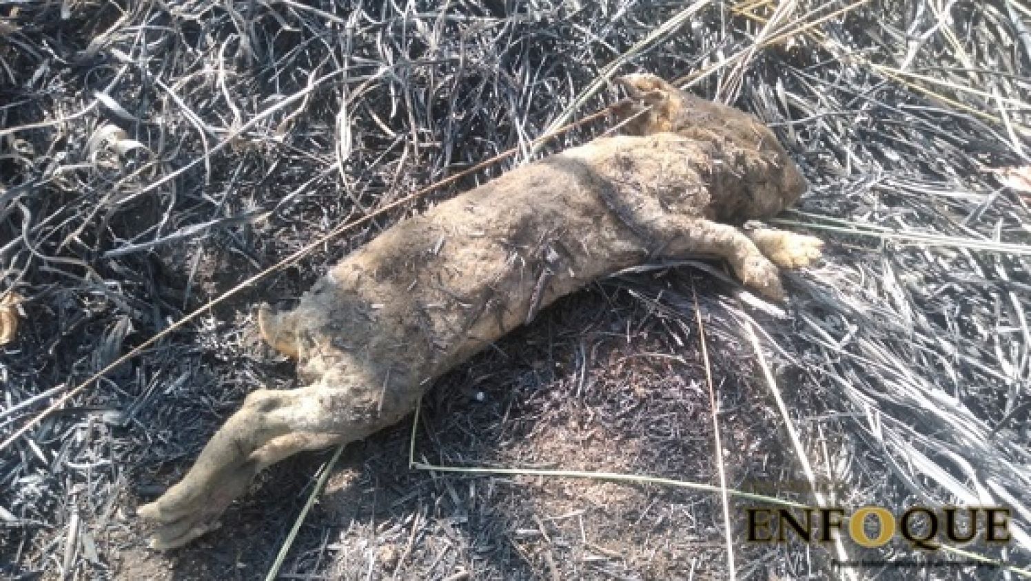 El fuego sigue consumiendo hectáreas de flora y fauna en Acajete