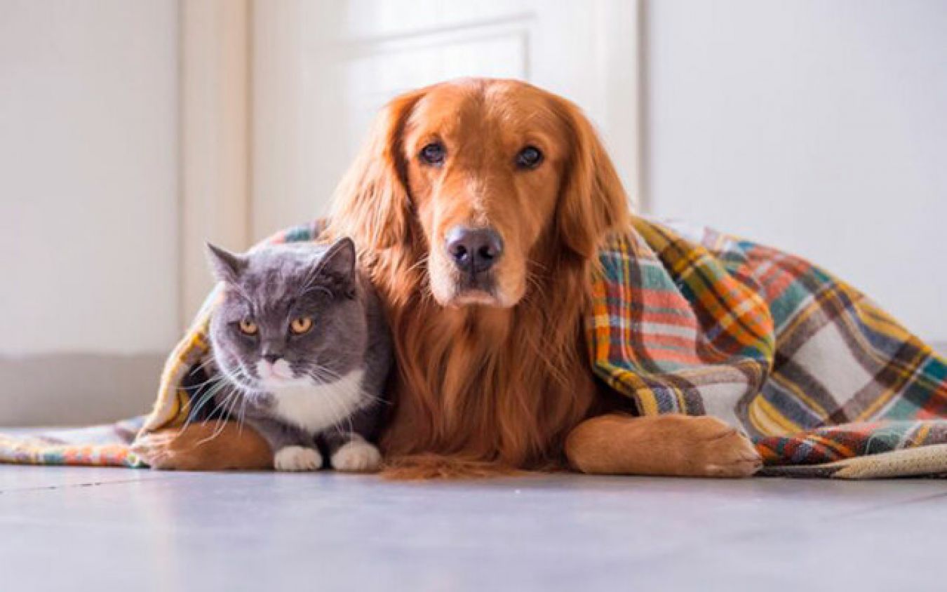 ¿Cómo cuidar a las mascotas durante la contingencia ambiental?