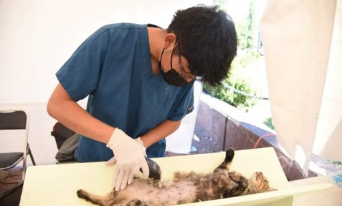Habrá esterilización de perros y gatos este fin de semana en Tlaxcala