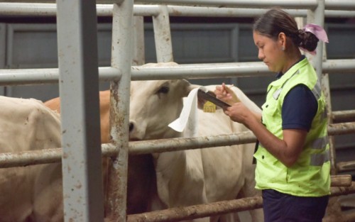 México toma medidas anticipadas tras detectarse gripe aviar en ganado lechero de EU