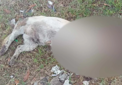 Indignación en Apodaca tras agresión a perrito con aceite hirviendo: el presunto responsable huyó
