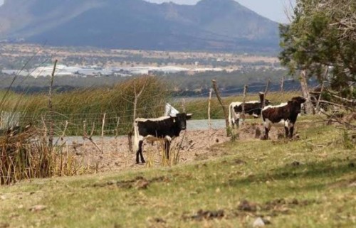 Aumenta hasta en 150% el robo de ganado en Tlaxcala