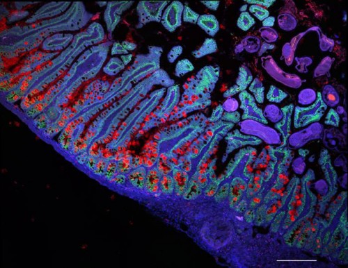 Más de 3.600 científicos construyen un manual de todas las células humanas: “Un Google Maps de la biología”