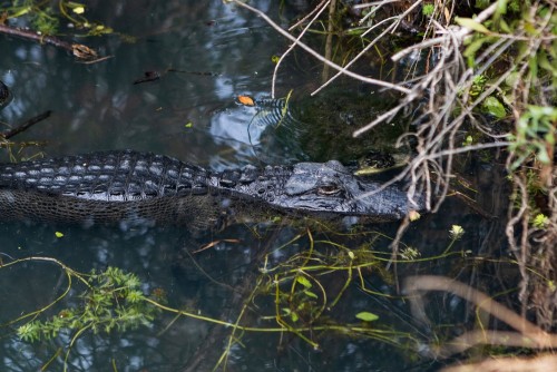 Conductas humanas, no agresión animal, son la causa principal
