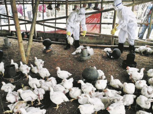 Secretaría de Salud confirma primer caso humano de influenza aviar H5N1 en México