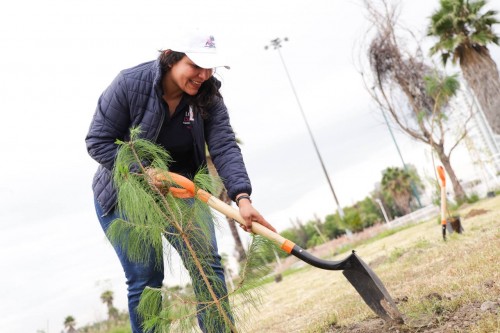 Continúa reforestación en San Andrés Cholula con más de 1,800 árboles sembrados