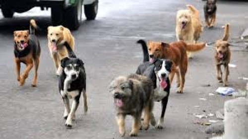 Tlaxcala en el lugar 26 por mordeduras de perro: urge prevenir