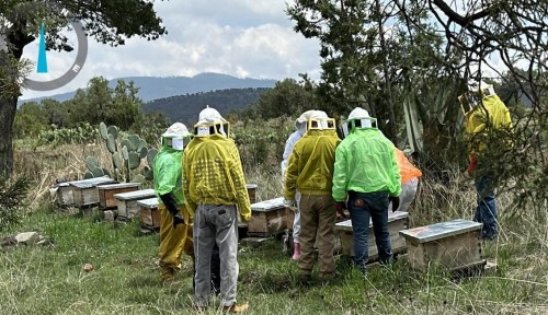 Fortalecen producción de miel en Tlaxco con inspecciones a colmenas