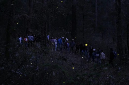 Temporada de Luciérnagas 2025 en Tlaxcala: Naturaleza y turismo sustentable