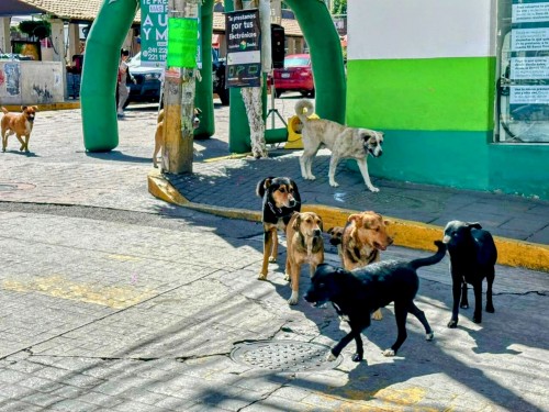 Escasa aplicación de políticas para animales en situación de calle : OCPA