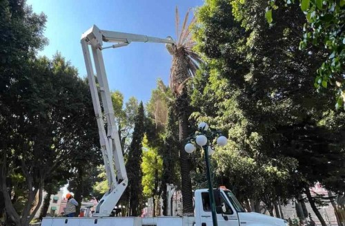 Avanza retiro de palmeras enfermas en Puebla; van 80 por riesgo de colapso  Alias  Generar automáticamente desde el título