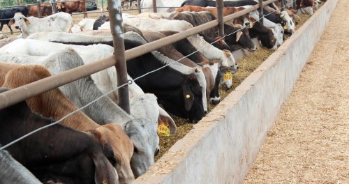 México exige a EE.UU. reanudar importación de ganado en 15 días
