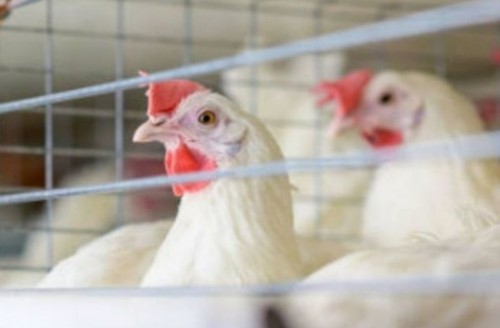 México frena importación de productos avícolas brasileños por gripe aviar