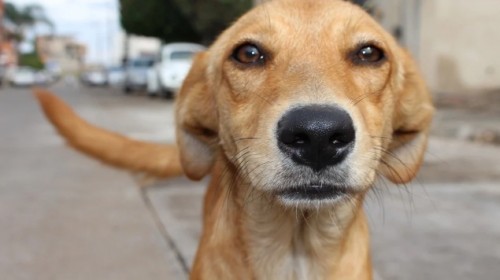 Expertos desmienten que perros callejeros sean los responsables de la pandemia de COVID-19