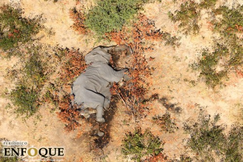 Descubren al culpable de la muerte de más de 300 personas en Botsuana