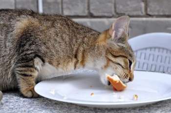 ¿Cómo debes alimentar a tu gato? Un estudio dice que darle comida abundante una vez al día lo hará más saludable