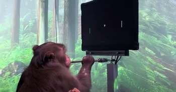¡El futuro!: Elon Musk mostró un mono jugando Ping Pong con la mente (Video)