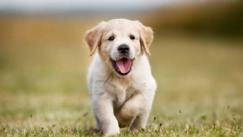 ¿Cómo hacer que tu mascota tenga el mejor desarrollo?