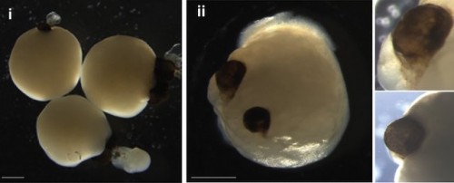 Los minicerebros creados por científicos con células madre desarrollan ojos por si mismos 