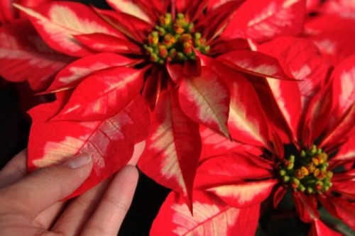 Cuetlaxóchitl: La historia de la flor mexicana que se convirtió en un ícono de la navidad