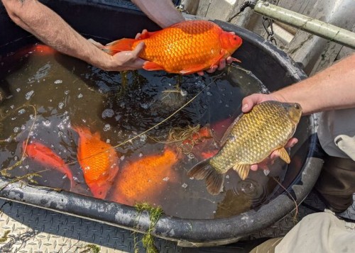 La razón por la que jamás deberías liberar a tus peces en la naturaleza