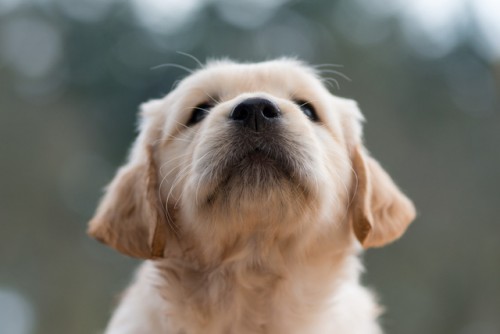 Los perros nacen listos para comunicarse con los humanos, revela un estudio