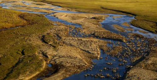 Suspenden las perforaciones de petróleo en el Refugio Nacional de Vida Silvestre del Ártico, pero aún no está a salvo