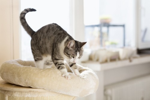 ¿Por qué los gatos amasan con sus patas antes de acostarse?