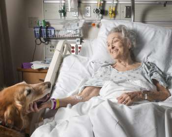 Los perros ayudan a reducir el sufrimiento de los pacientes en las salas de urgencias, revela estudio