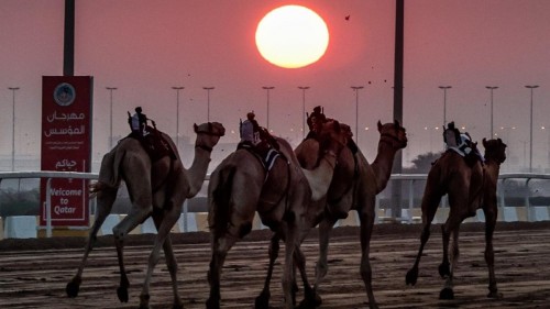 “Virus del camello” preocupa a científicos: advierten sobre brotes globales que se podrían generar tras el Mundial en Qatar