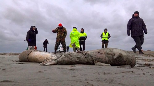 Encuentran a mil 700 focas muertas sobre el mar Caspio