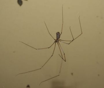Un especialista explica la razón por la que no deberías matar a las arañas que encuentres al interior de tu hogar.