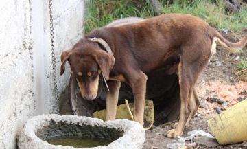 Rescata Propaet a canino en situación de maltrato y abandono