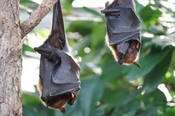 Los murciélagos, un almacén de virus peligrosos viviente