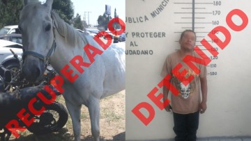 Policías de San Pedro Cholula recuperan un caballo robado y detienen al principal sospechoso