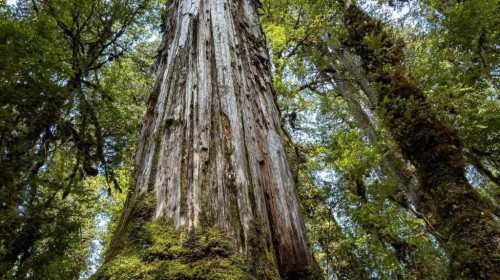 Un ciprés de chile podría convertirse pronto en el árbol más viejo del mundo