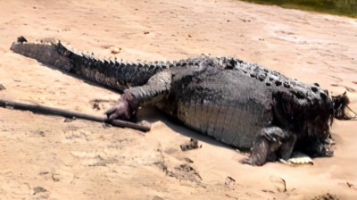 Encuentran un gigantesco cocodrilo decapitado en una playa de Australia 