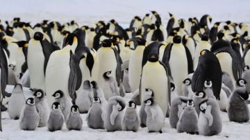 Descubren por accidente una nueva colonia de pingüinos emperador 